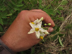 Solanum commersonii