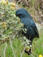 Cyanoloxia glaucocaerulea