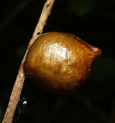 Photinaidae