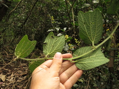 Passiflora bogotensis