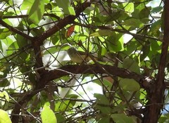 Acanthiza pusilla