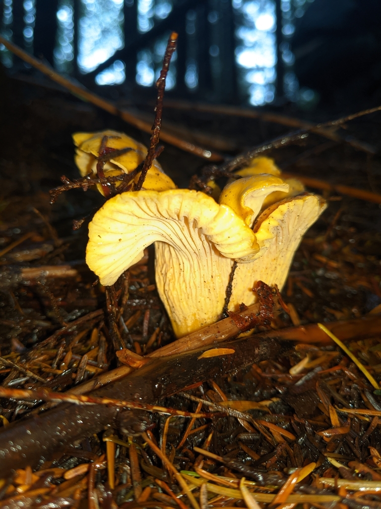Pacific Golden Chanterelle from Astoria, OR 97103, USA on October 23