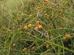 Ephedra tweedieana