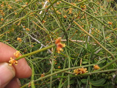 Ephedra tweedieana