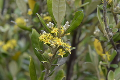Corokia macrocarpa