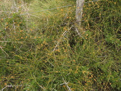 Ephedra tweedieana