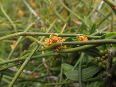 Ephedra tweedieana
