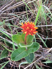 Palicourea officinalis