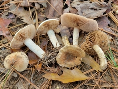 Hebeloma albidulum