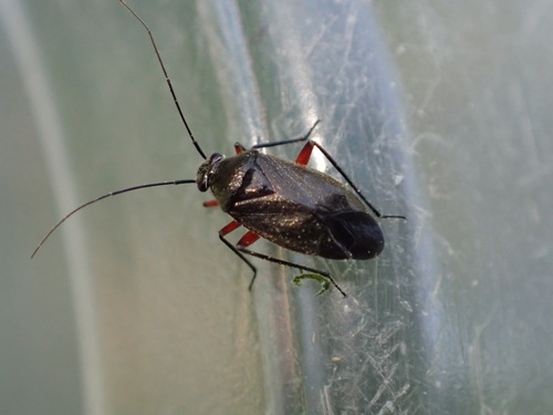 iNaturalist observation photo of Irbisia