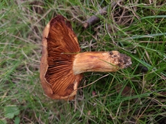 Cortinarius caryae