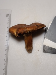 Cortinarius caryae
