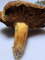 Cortinarius caryae