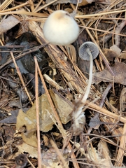 Psathyrella amarescens