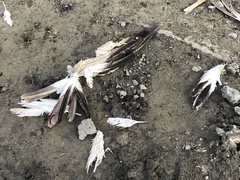 Pelecanus erythrorhynchos