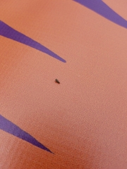 Megophthalminae
