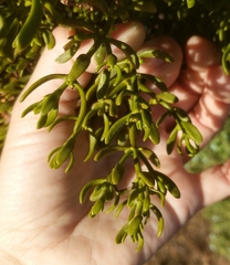 Phoradendron bolleanum