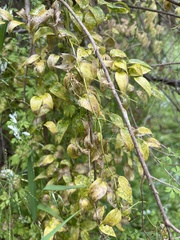 Puccinia myrsiphylli