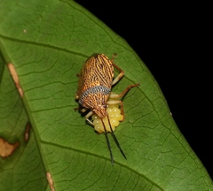 Antiteuchus macraspis