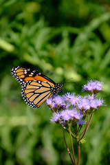 Danaus plexippus