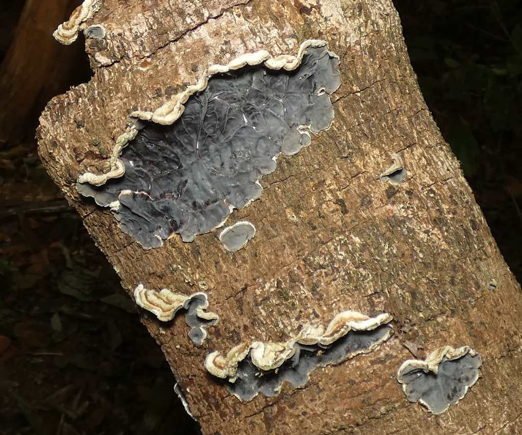 Auricularia brasiliana · October 2021 · photo: © helio-lourencini (iNaturalist, cc-by)