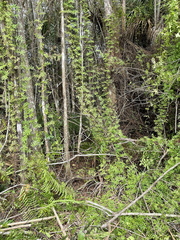 Lygodium microphyllum