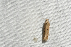 Monochroa quinquepunctella