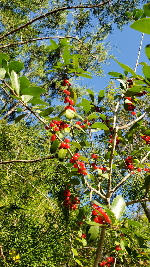 Yaupon Holly from Holiday Harbors, Jacksonville, FL 32224, USA on