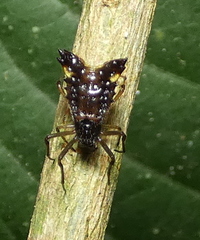 Micrathena triangularis