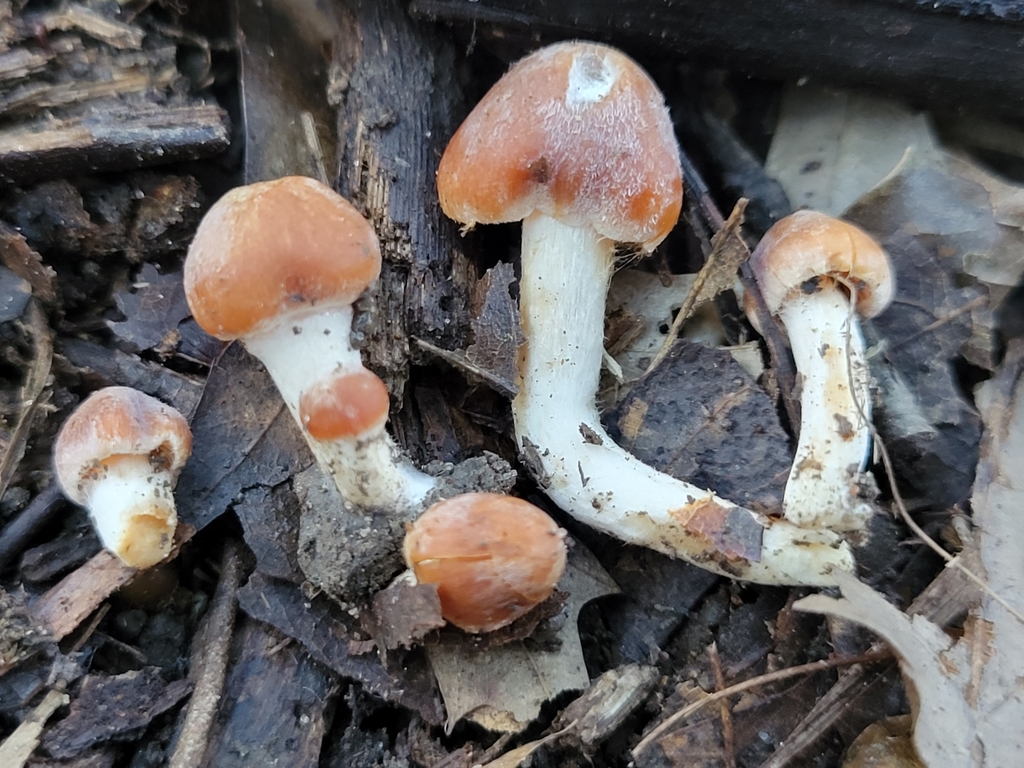Cortinarius sp. 'IN35'