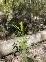 Acacia linifolia