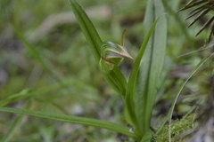 Pterostylis silvicultrix