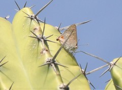 Thereus cithonius