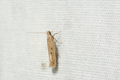 Monochroa quinquepunctella