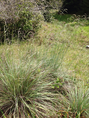 Festuca californica