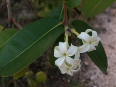 Hancornia speciosa