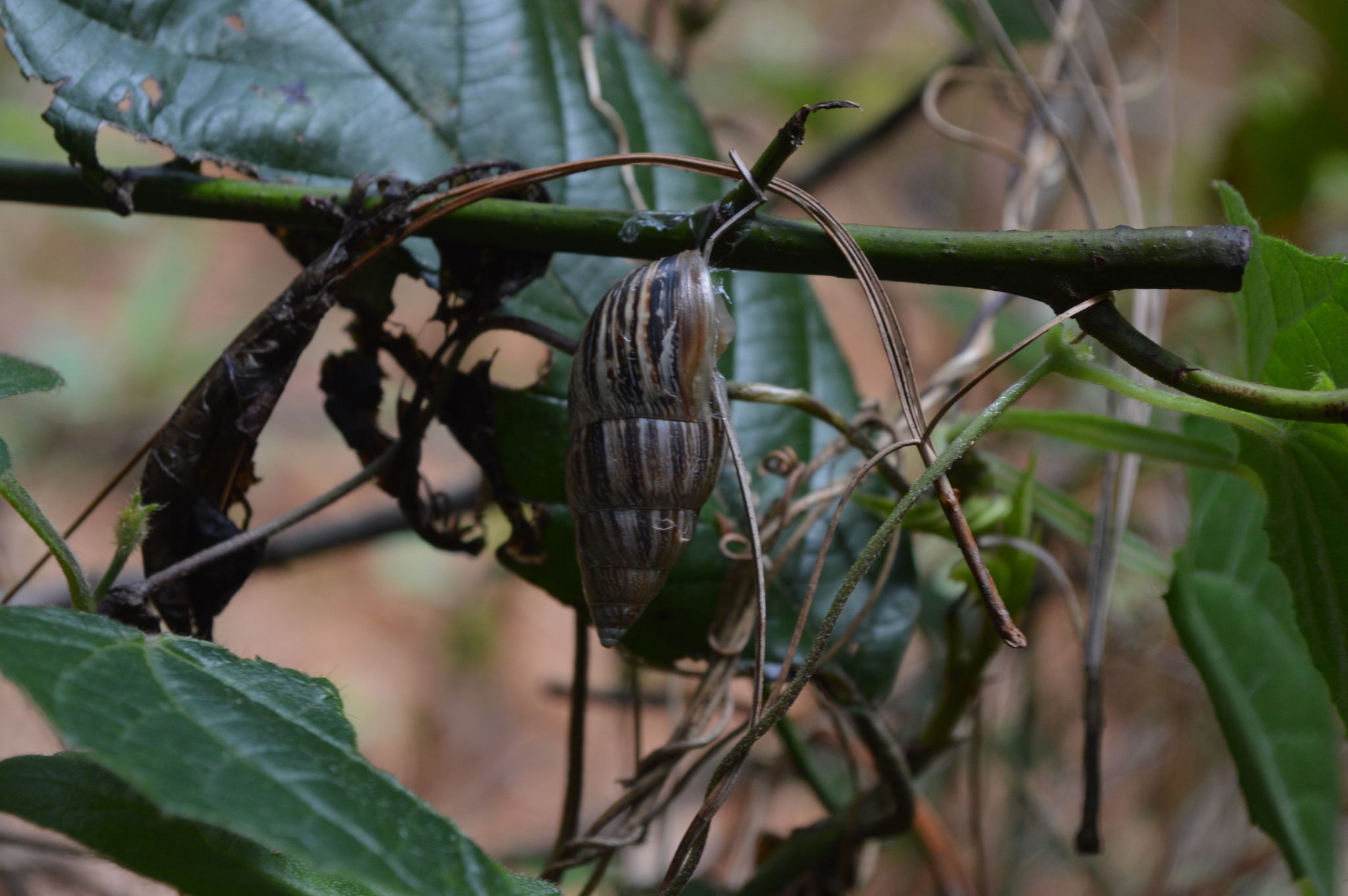 Peltellinae image