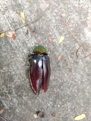 Sternocera chrysis
