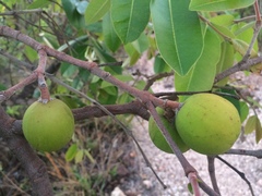 Hancornia speciosa