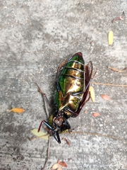 Sternocera chrysis