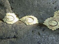 Chthamalus antennatus