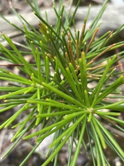 Hakea nodosa