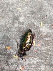 Sternocera chrysis