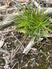 Hakea nodosa