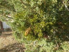 Phoradendron bolleanum