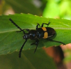 Lissonotus flavocinctus