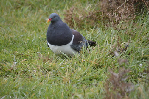 Chatham Islands Pigeon (Hemiphaga chathamensis), photo 6
