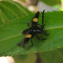 Lissonotus flavocinctus