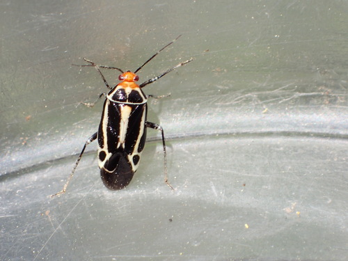 iNaturalist observation photo of Four-lined Plant Bug