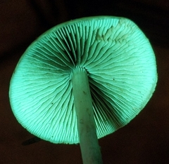 Hypholoma marginatum